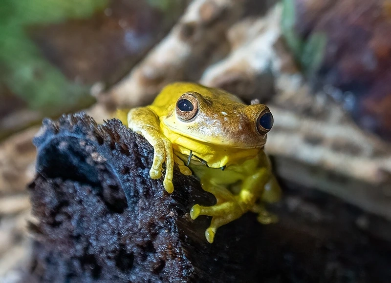 Ngắm nhái bén cho người mới chơi dễ chăm và sinh động