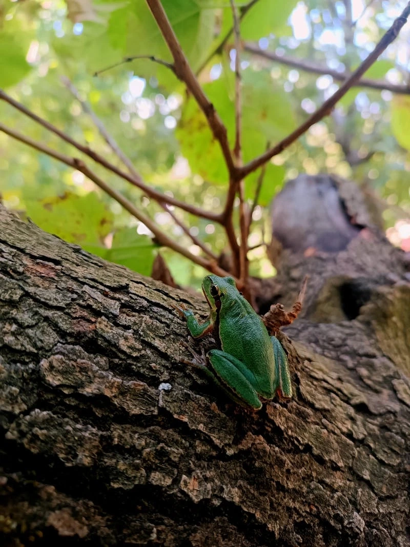 Ngắm nhái bén cảnh hiếm gặp và rực rỡ