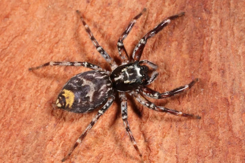 Thưởng thức từng chi tiết với hình ảnh nhện nhảy