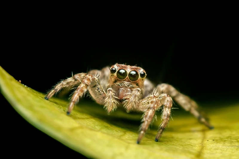 Hoang dã và mạnh mẽ là nhện nhảy hoang dã