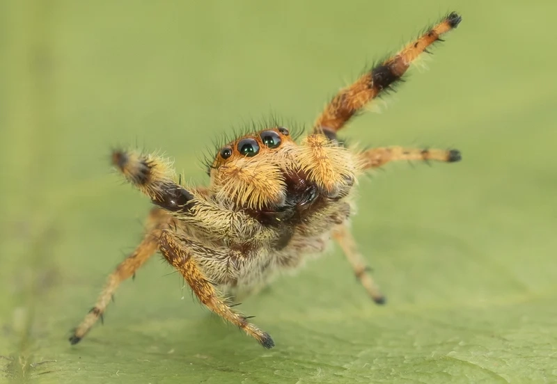 Chiêm ngưỡng nhện nhảy việt nam độc đáo