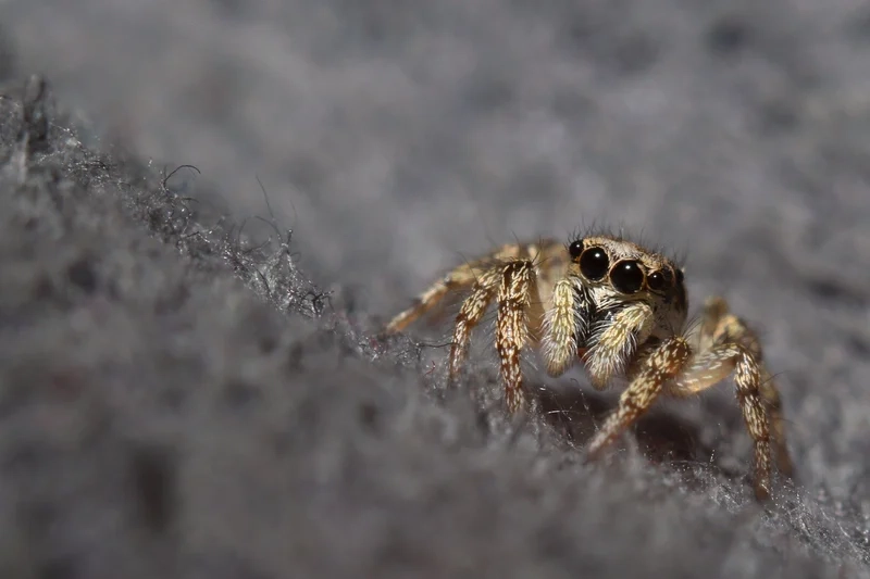 Hòa mình ngoài trời cùng nhện nhảy ngoài trời