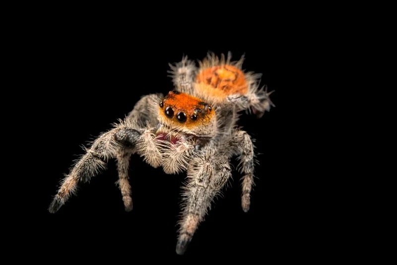 Cảm hứng thiên nhiên từ nhện nhảy nền thiên nhiên