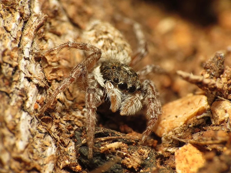 Sắc nét tuyệt đối với nhện nhảy độ nét cao