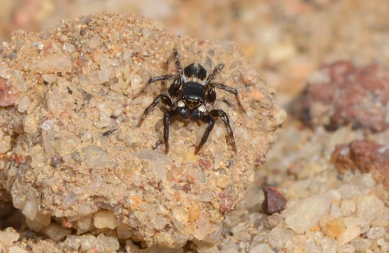 Đặc điểm của nhện nhảy qua ảnh côn trùng sinh động