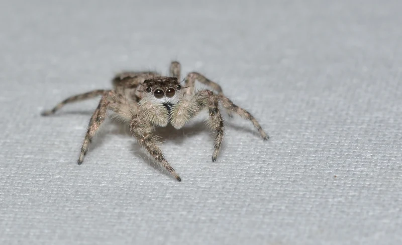 Khám phá môi trường sống của nhện nhảy môi trường sống