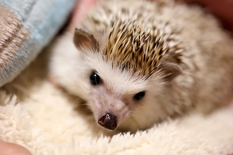 Vẻ đẹp của dòng nhím kiểng mini