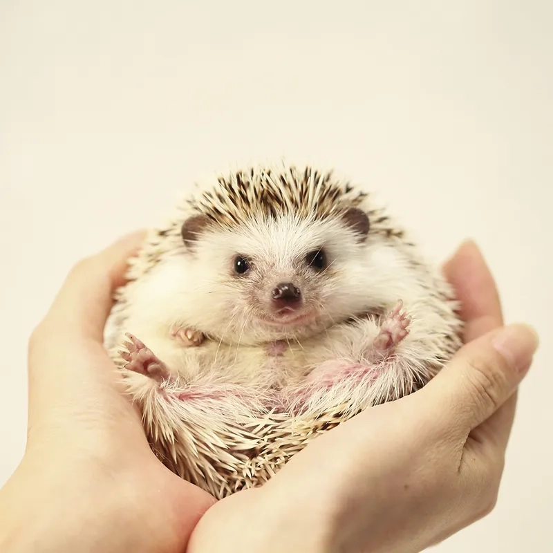 Khám phá các màu sắc nhím kiểng đẹp