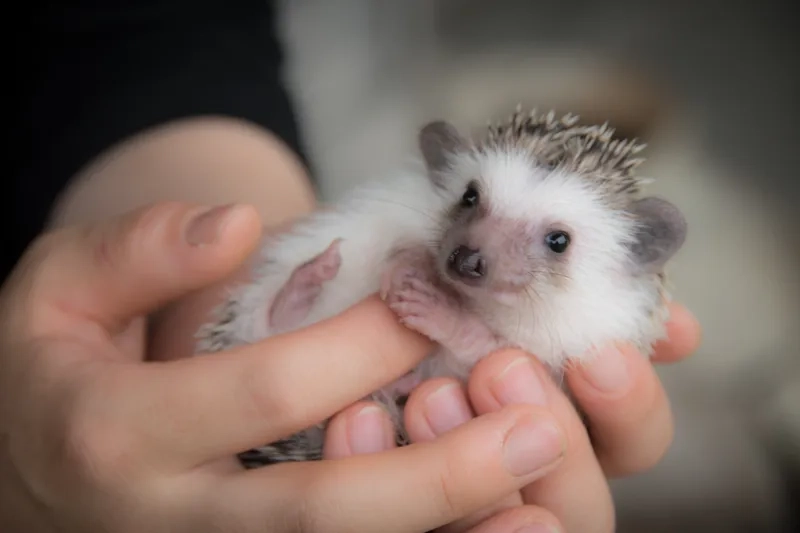 Tìm hiểu quá trình nhím kiểng sinh sản