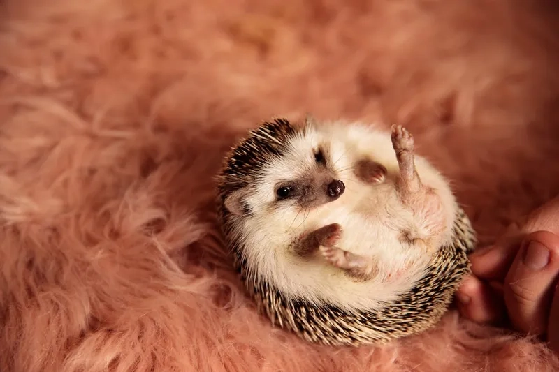 Lý do tại sao nhím kiểng ngủ nhiều