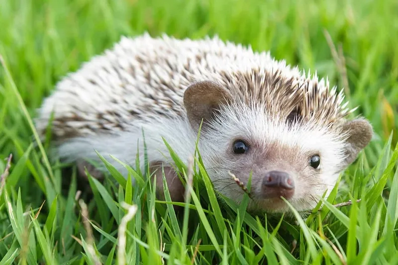 Vẻ tinh khôi của nhím kiểng trắng