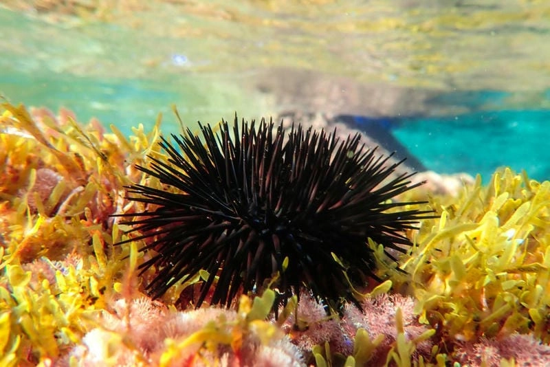 Nhum biển xuất hiện dày đặc trên đáy biển xanh