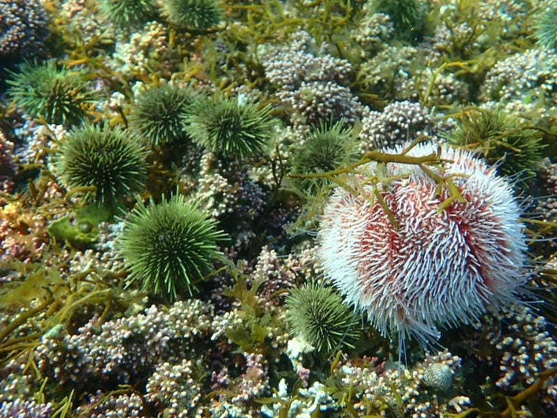 Nhum biển wiki cung cấp kiến thức khoa học