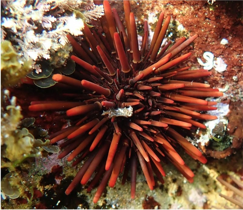 Nơi sống nhum biển gắn liền rạn san hô