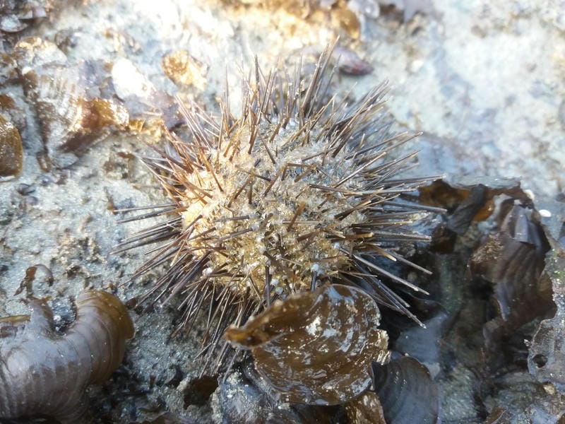 Mùa nhum biển được ngư dân quan tâm