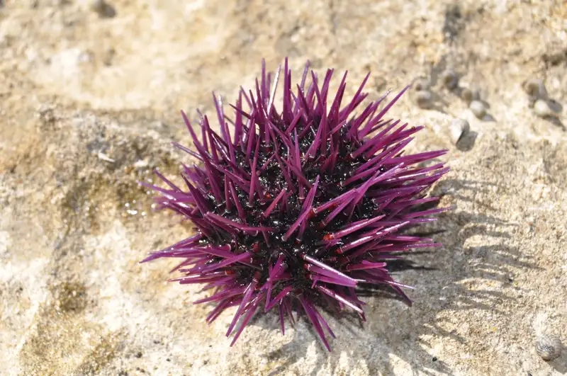 Nhum biển tiếng anh là sea urchin quen thuộc