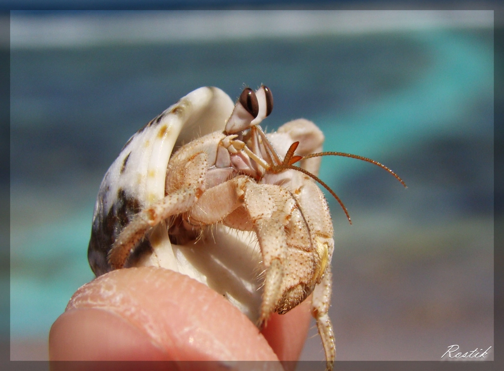 Hình ảnh ốc mượn hồn macro cận cảnh từng sợi râu