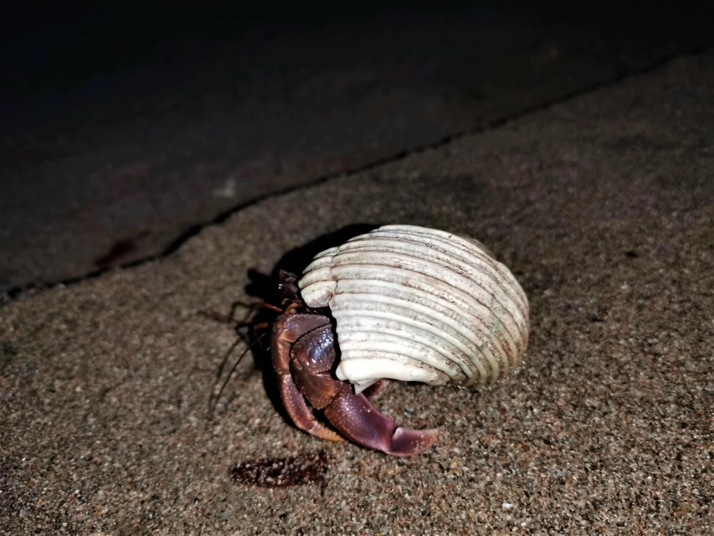 Ốc mượn hồn biển di chuyển chậm chạp trên rạn san hô