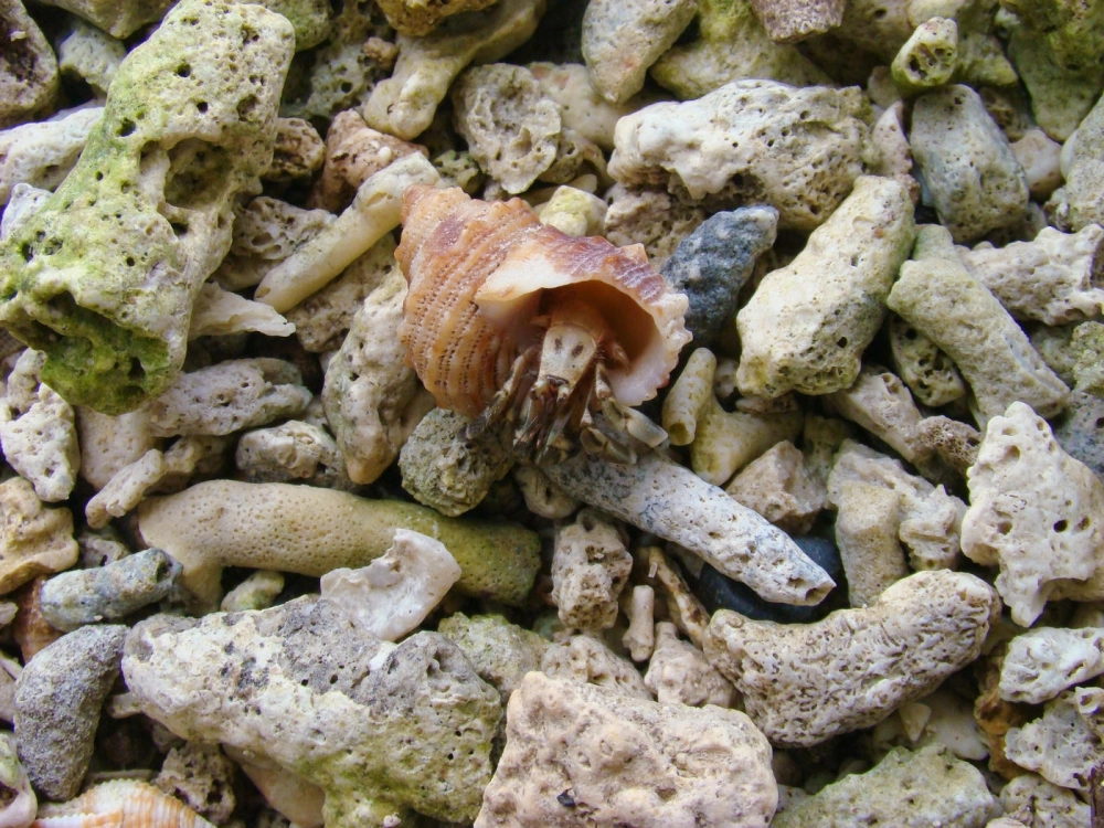 Cách nuôi ốc mượn hồn trong bể kính sinh thái tại nhà