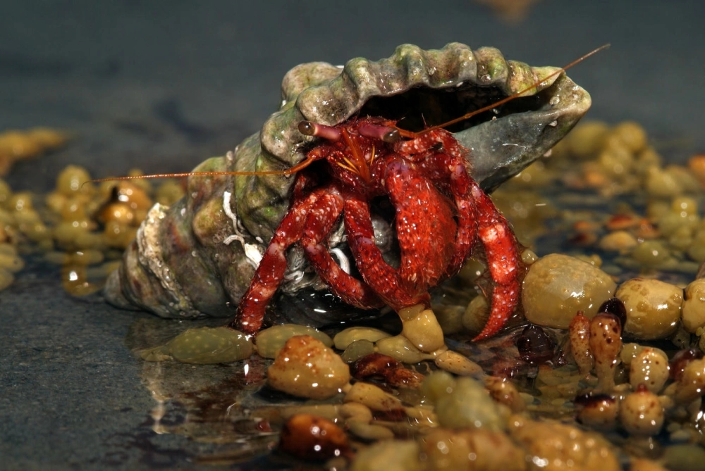 Hình ảnh ốc mượn hồn đẹp với chiếc vỏ màu xanh ngọc