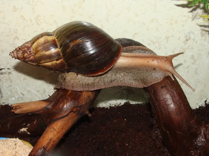 Khám phá vẻ đẹp của ốc sên trong tự nhiên