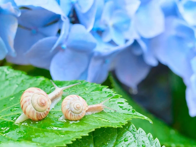 Sắc nét tuyệt vời là ốc sên sắc nét