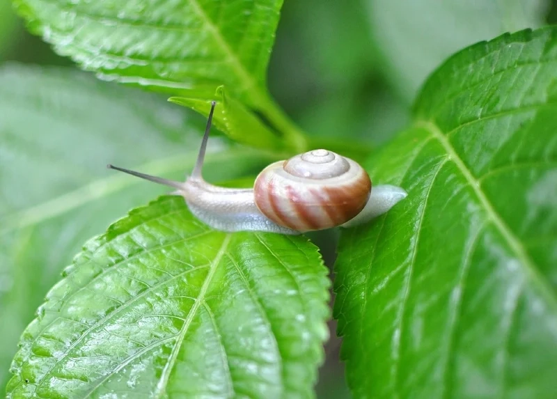 Tìm hiểu khoa học với ốc sên sinh học
