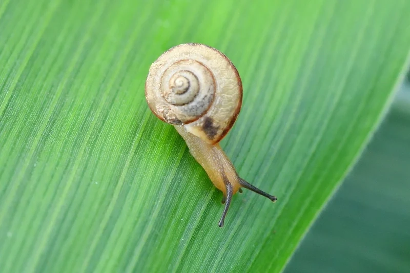 Cảm hứng thiên nhiên từ ốc sên nền thiên nhiên