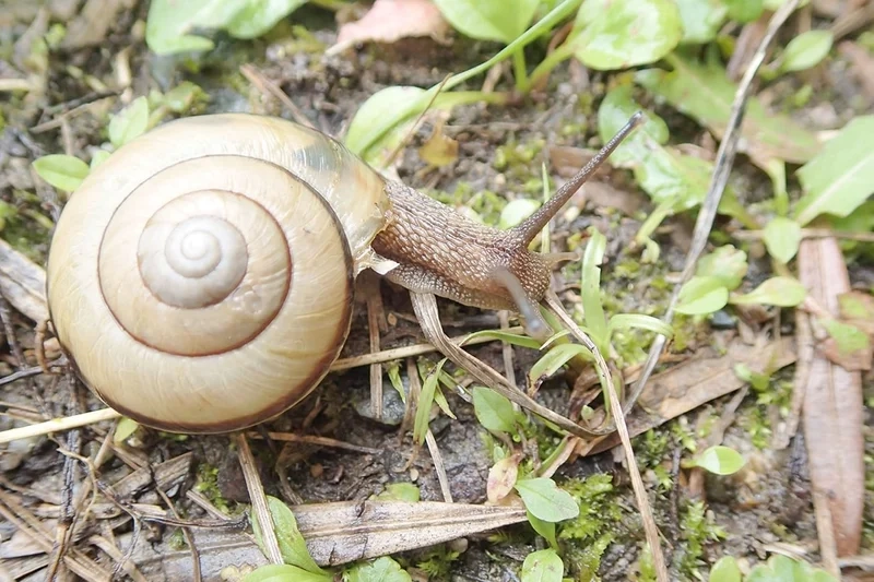 Khám phá môi trường sống của ốc sên môi trường sống