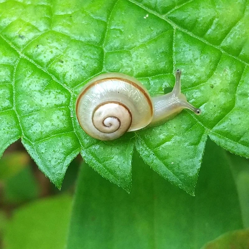 Khám phá vai trò sinh thái của ốc sên sinh thái