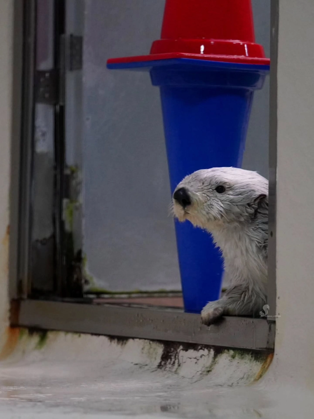 Chú rái cá biển đang dùng đá đập vỏ sò cực kỳ thông minh trên bụng