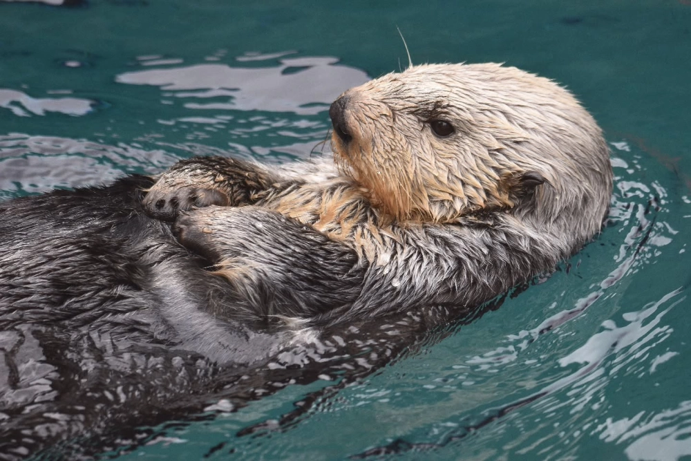 Hình ảnh rái cá biển ngủ trên mặt nước trông như những thiên thần