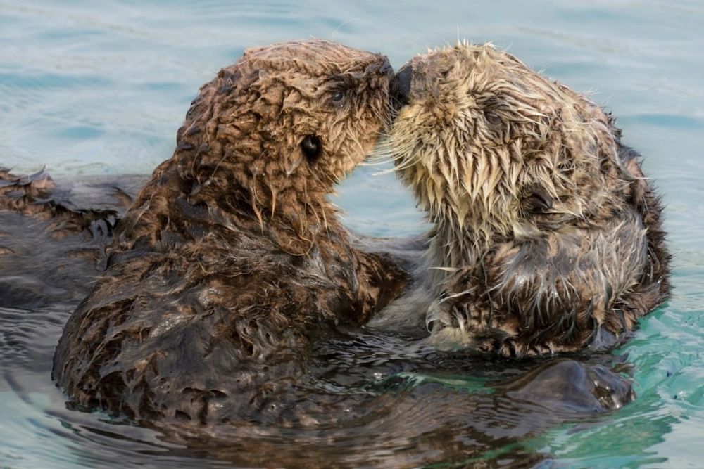 Hành động rái cá biển ăn nhím biển để cân bằng hệ sinh thái