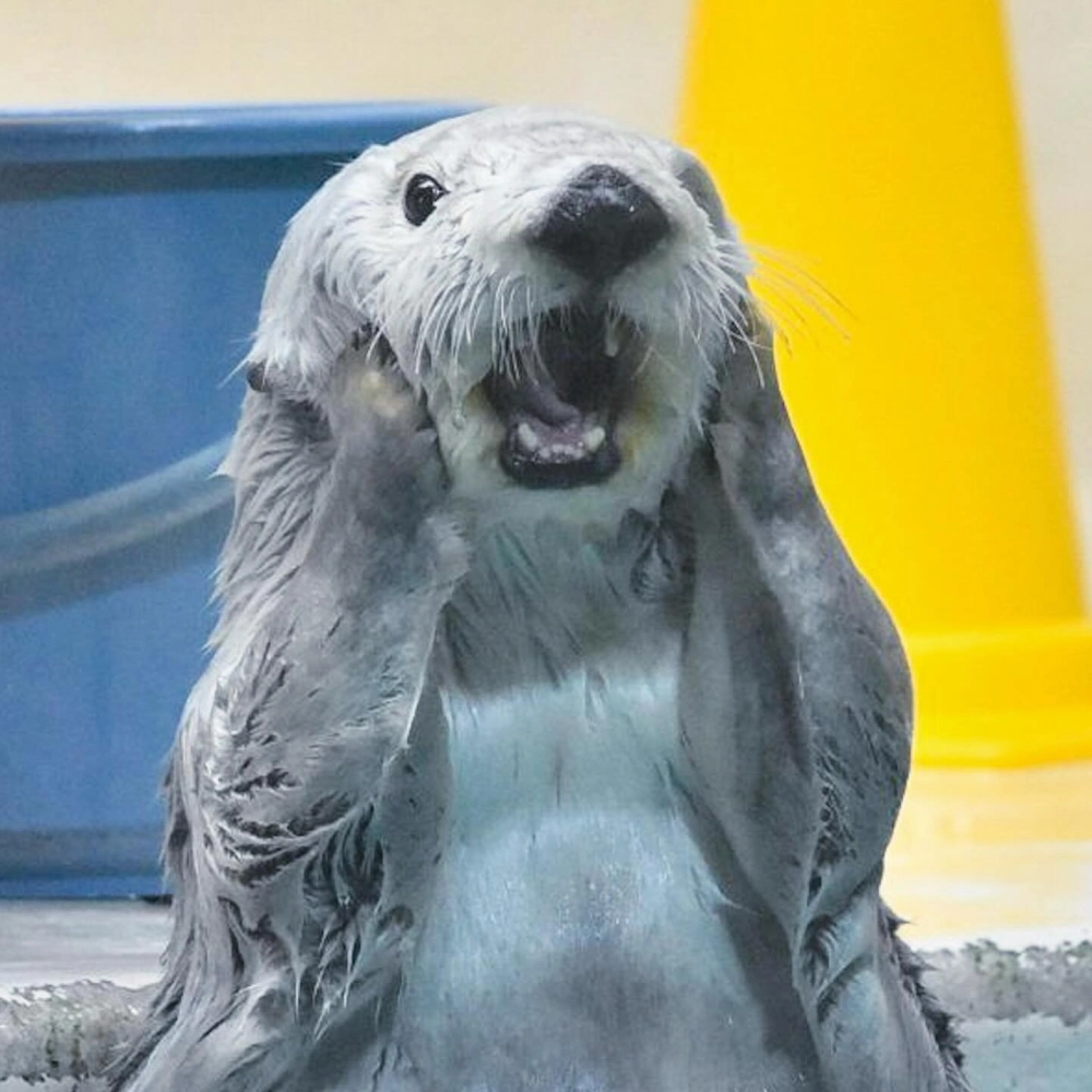 Hình ảnh rái cá biển tuyệt chủng cần được con người bảo vệ