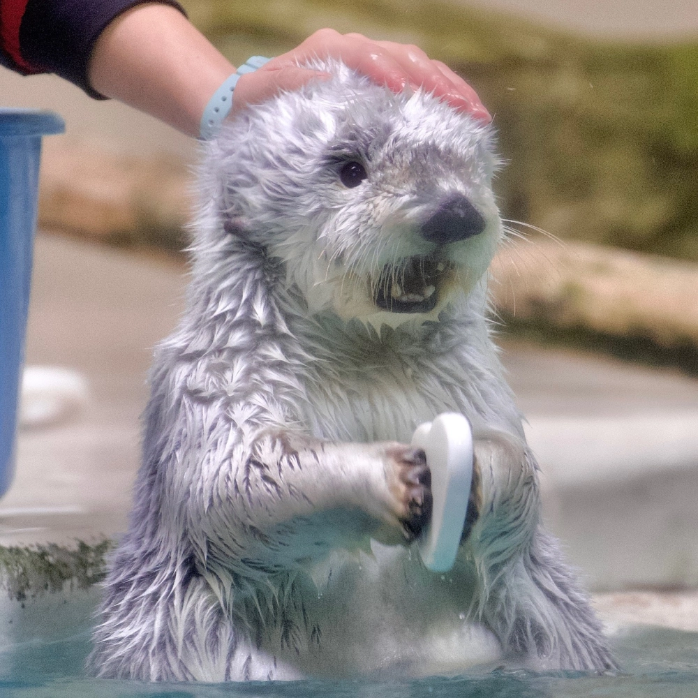 Rái cá biển ăn nhím biển giữa những rạn san hô rực rỡ