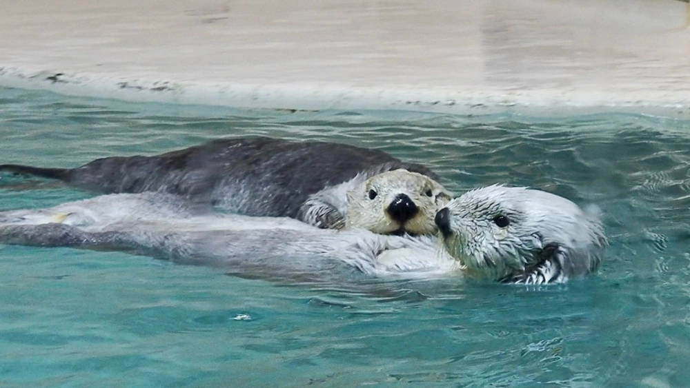 Những chú rái cá biển nắm tay khi ngủ tạo thành bè cứu sinh