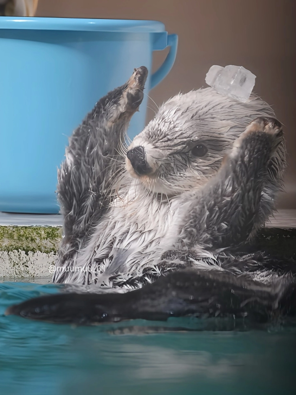 Rái cá biển tiếng anh là gì và hình ảnh minh họa sinh động