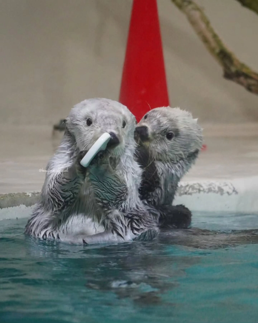 Khoảnh khắc rái cá biển bơi ngửa thư thái tại vùng biển Alaska