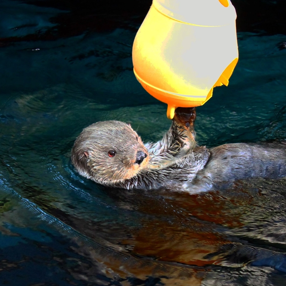 Hình ảnh rái cá biển con nằm gọn trên bụng mẹ ấm áp