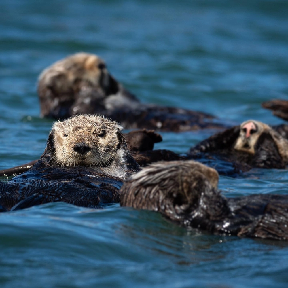 Chiếc túi của rái cá biển dùng để cất giữ báu vật là viên đá quý