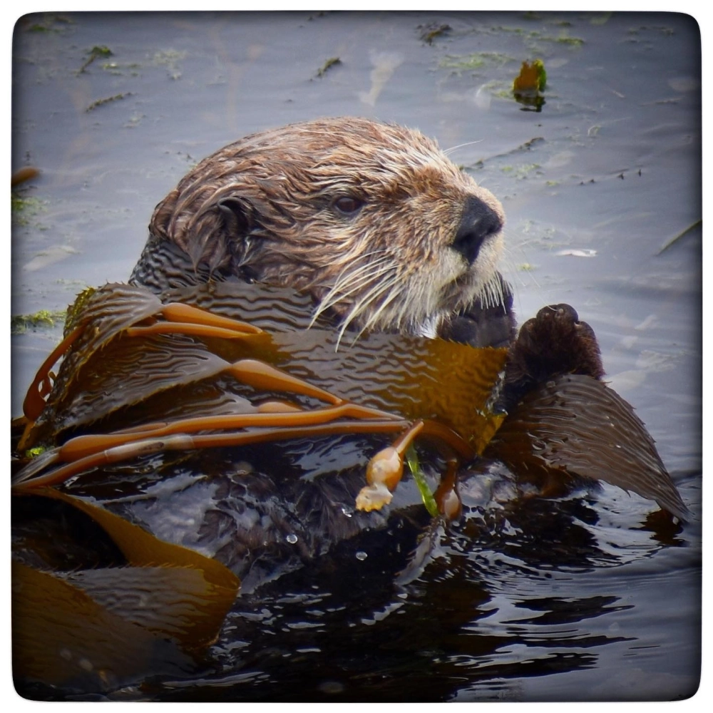 Cảnh rái cá biển nuôi con và dạy con cách bơi lội