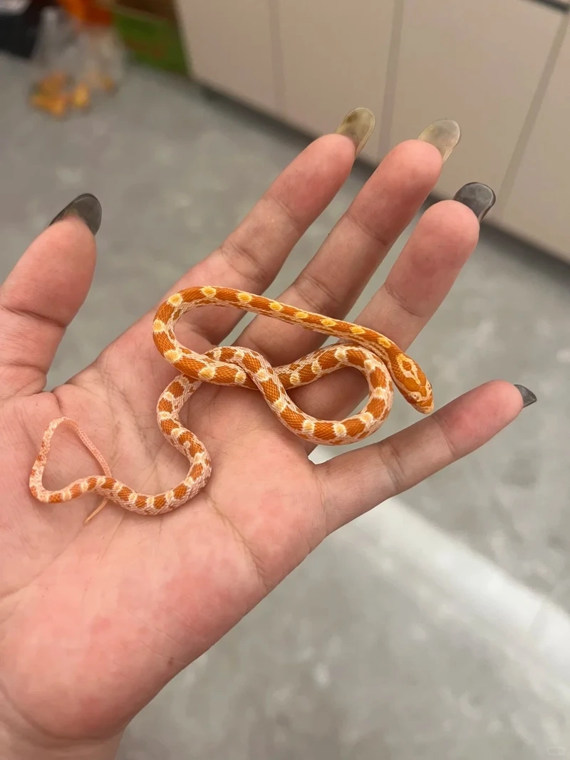 Đặc điểm nổi bật của rắn cảnh 