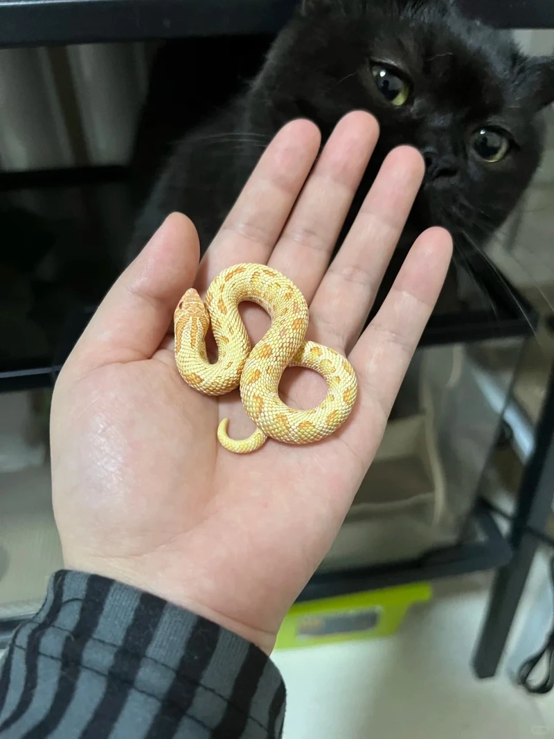 Khám phá vẻ đẹp của rắn cảnh đẹp ngay hôm nay