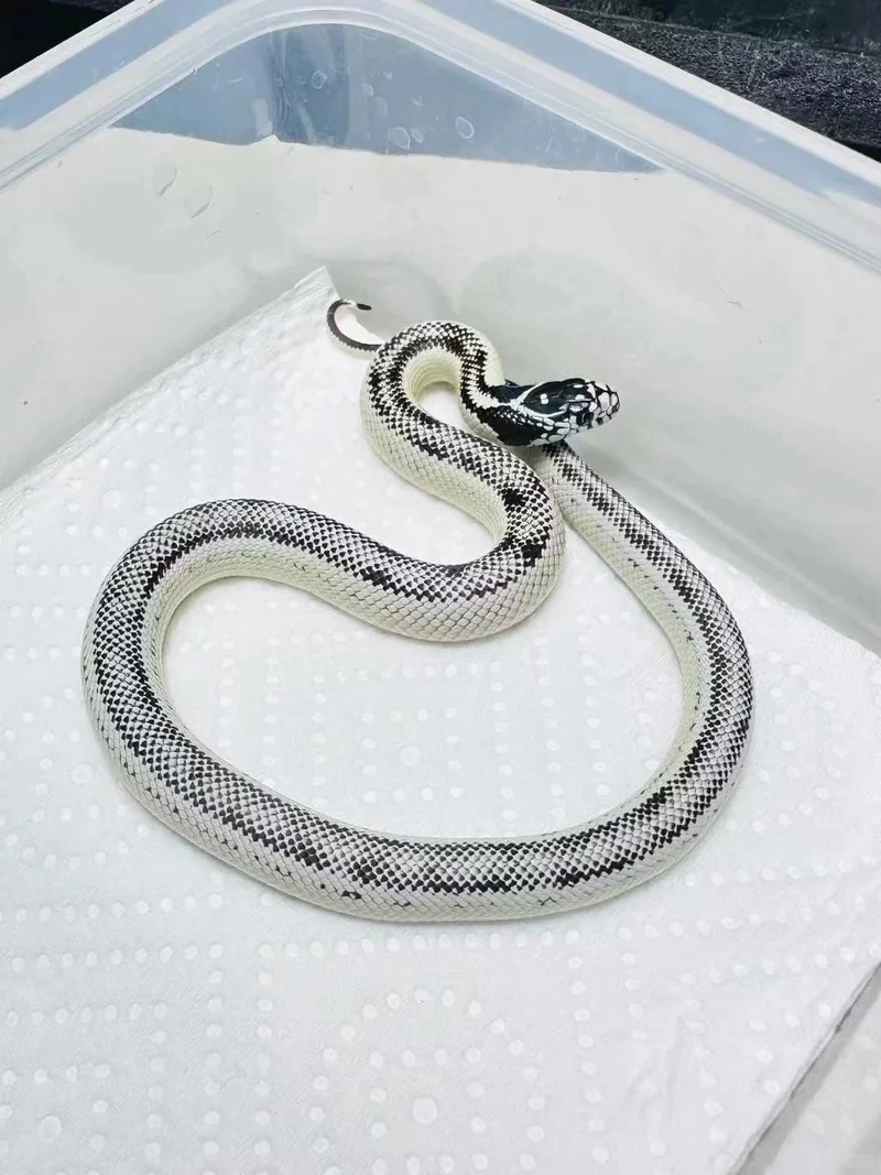 Gợi ý rắn cảnh cho người mới bắt đầu sưu tập