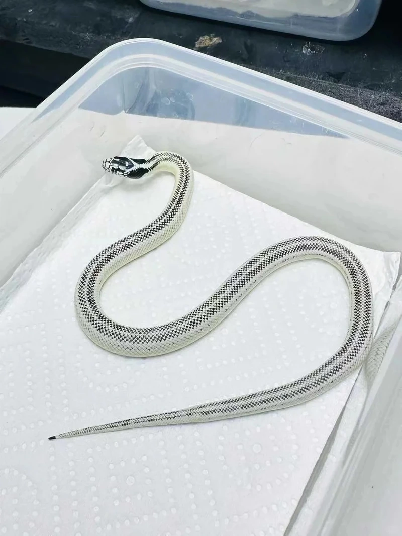 Trải nghiệm thú vị với rắn cảnh hiền tại nhà