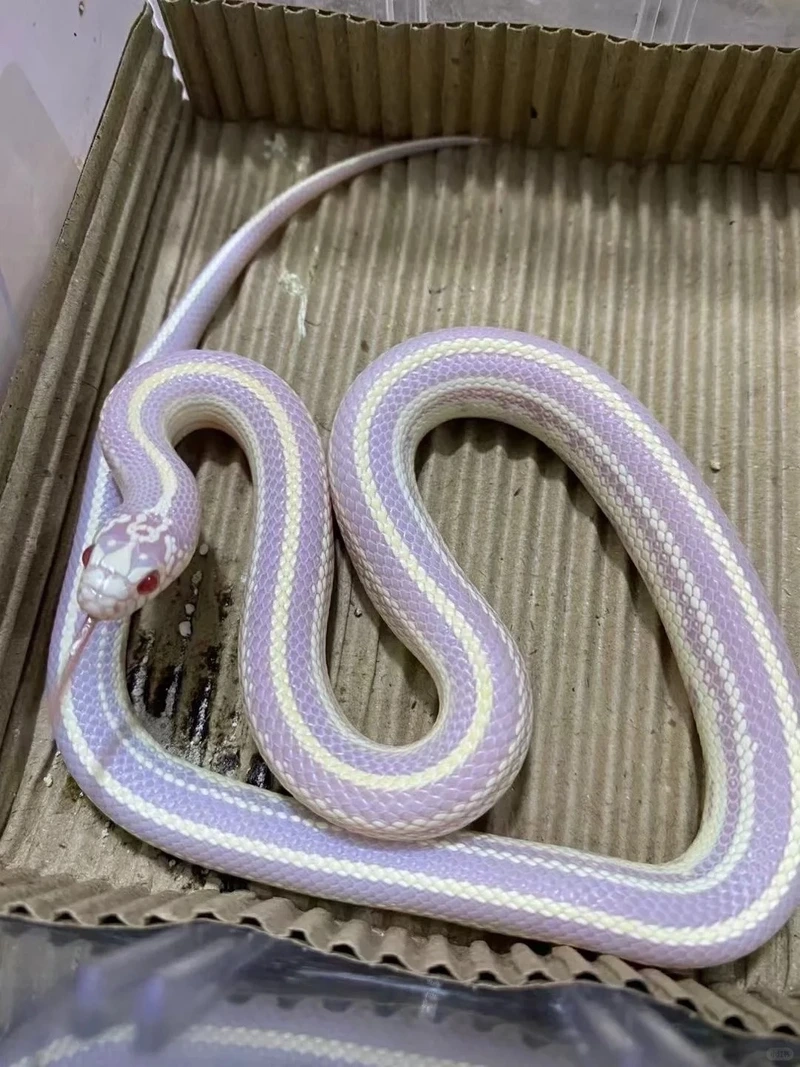 Những loài rắn cảnh độc lạ khiến ai cũng tò mò