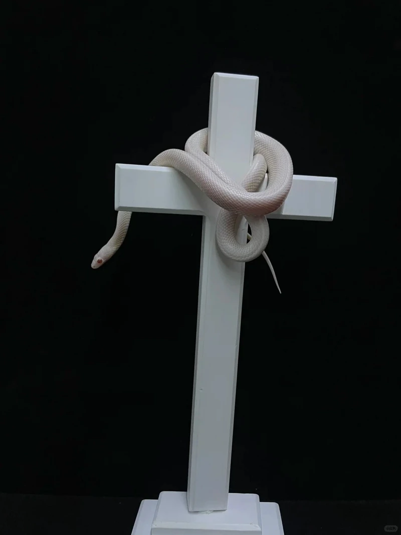 Ý tưởng sáng tạo với rắn cảnh trang trí độc đáo