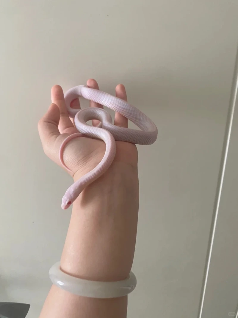 Sưu tầm rắn cảnh ngoại nhập hiếm và đẹp