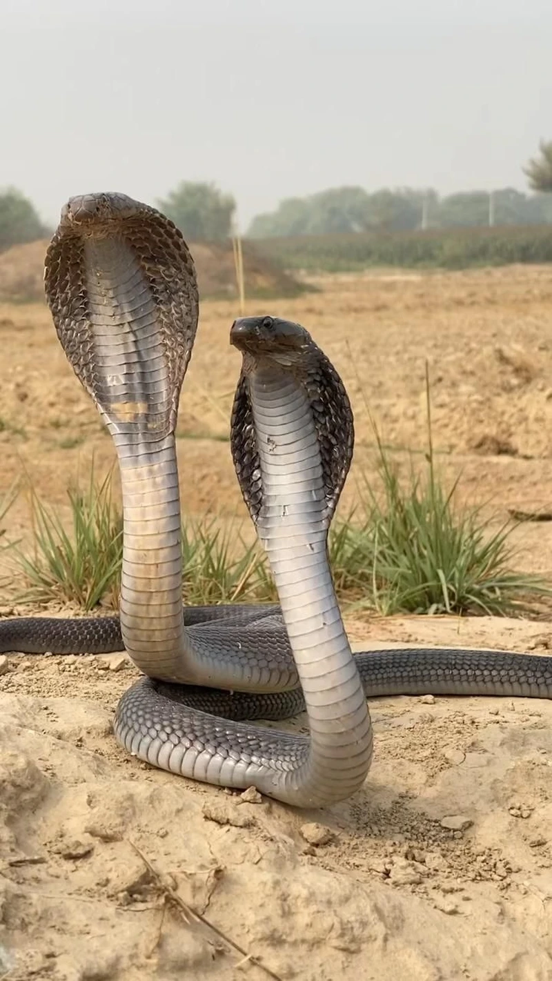 Ngắm rắn hổ mang chúa trong tự nhiên sống động và hoang dã