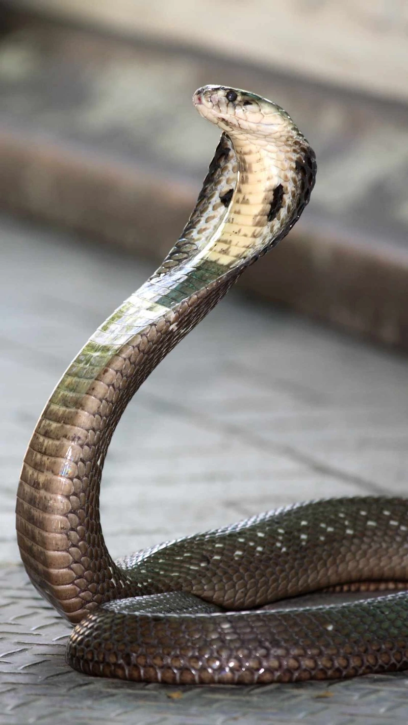 Tạo khung hình đẹp với rắn hổ mang chúa chụp ảnh ấn tượng